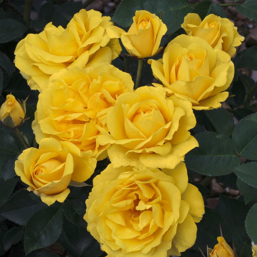 Rosier carte d'or ® meidresia sans motte