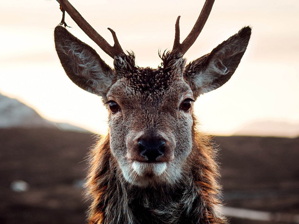 Glasbild RENTIER IN DER TUNDRA