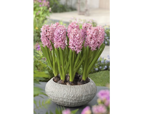 Hyacint FloraSelf Hyacinthus Orientalis 'Pink Pearl' Ø 12 cm pot