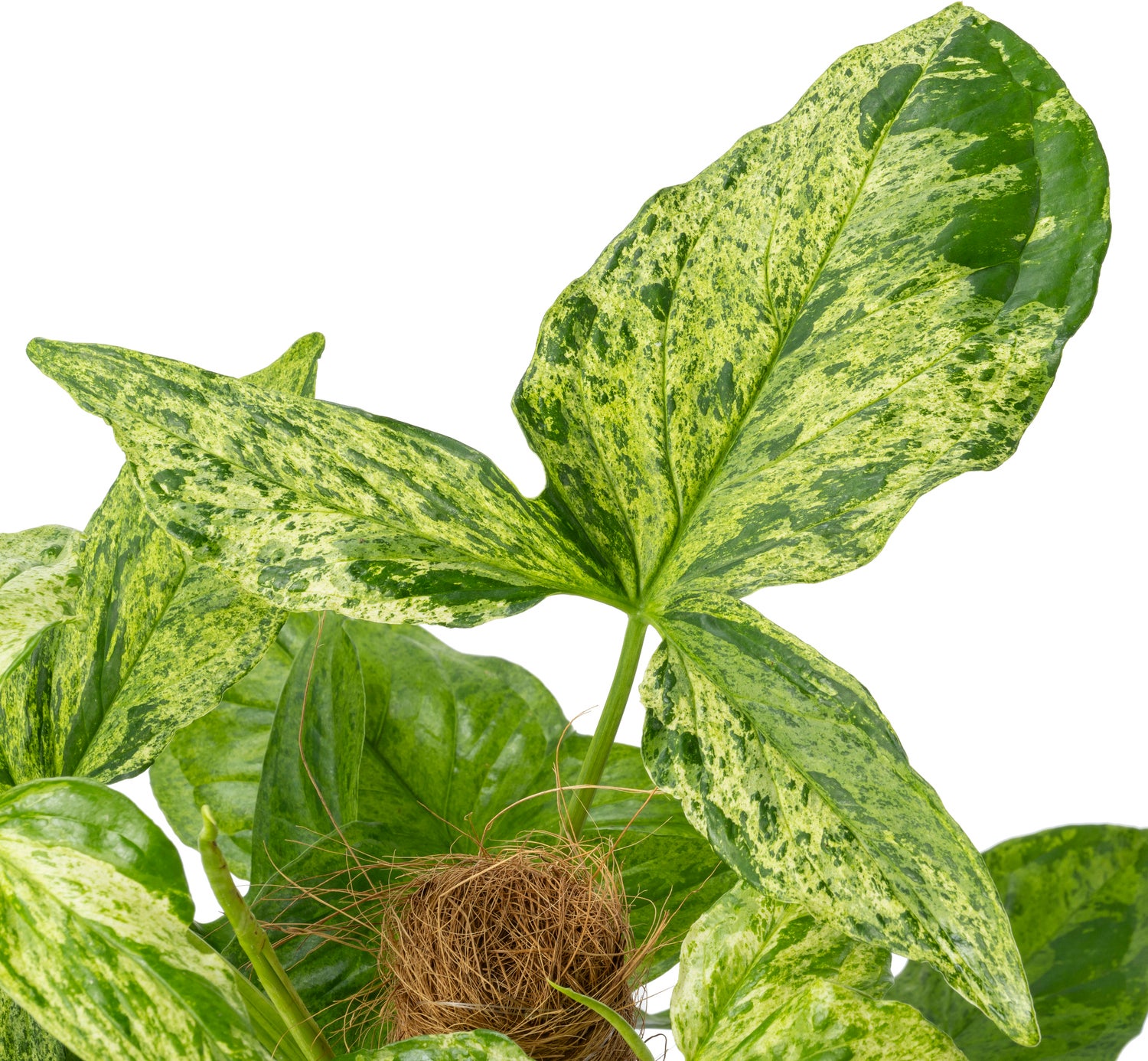 Pijlblad (Syngonium 'Mottled Mojito') D 16 H 60 cm
