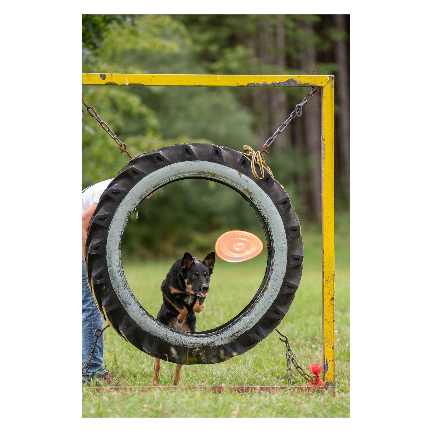 pawberry Frisbee Bissstark  - orange