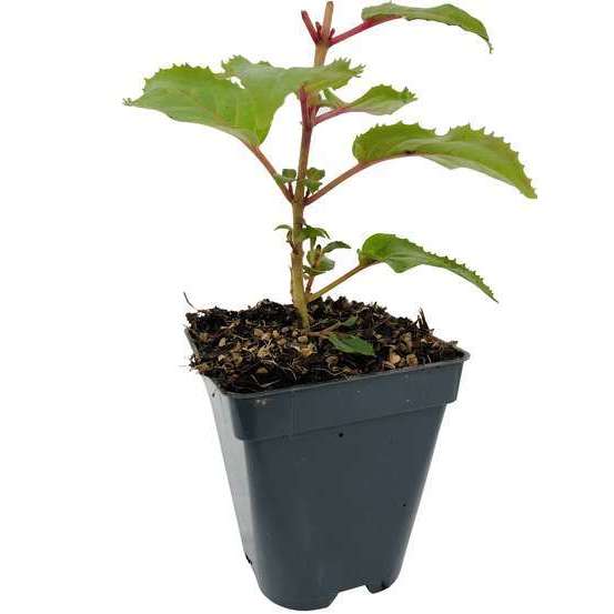 Fuchsia Beacon Rosa : godet vert