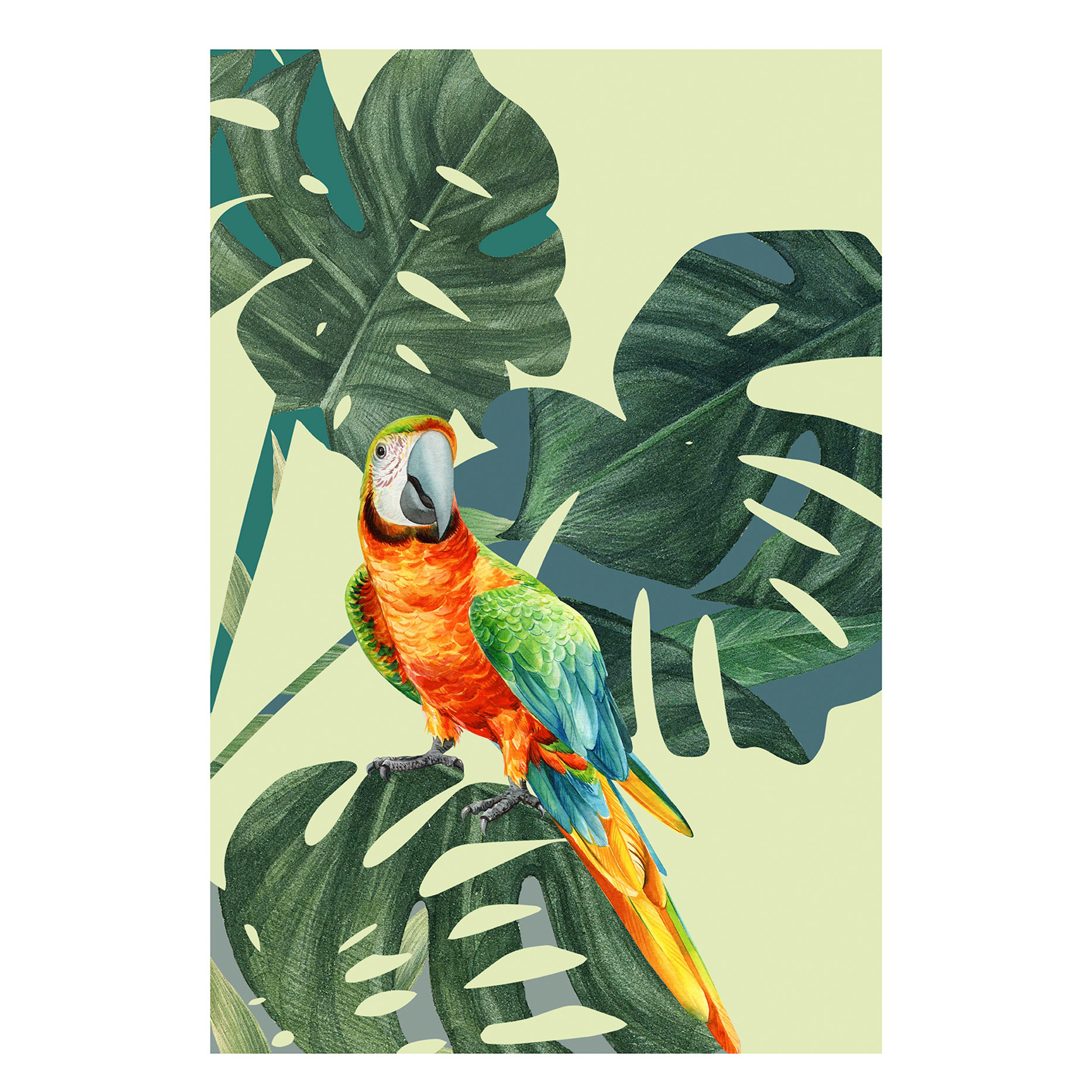 Wandbild GREEN-WINGED MACAW - bunt - 50x70 cm