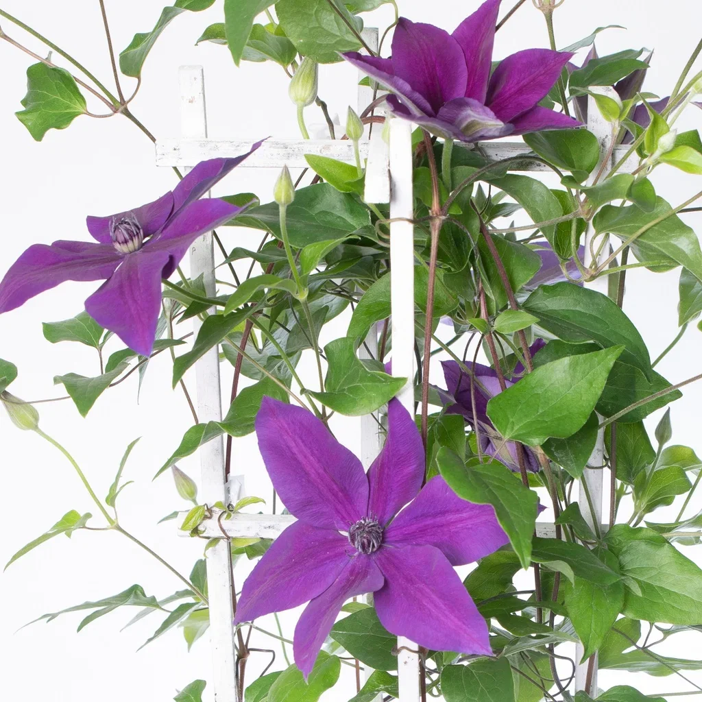 Clematis (Garland-serie) MASA Hageklematis MASA Høyde 60 cm