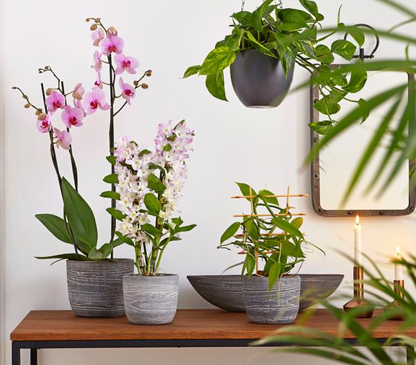 Vanille-Orchidee - Vanilla planifolia