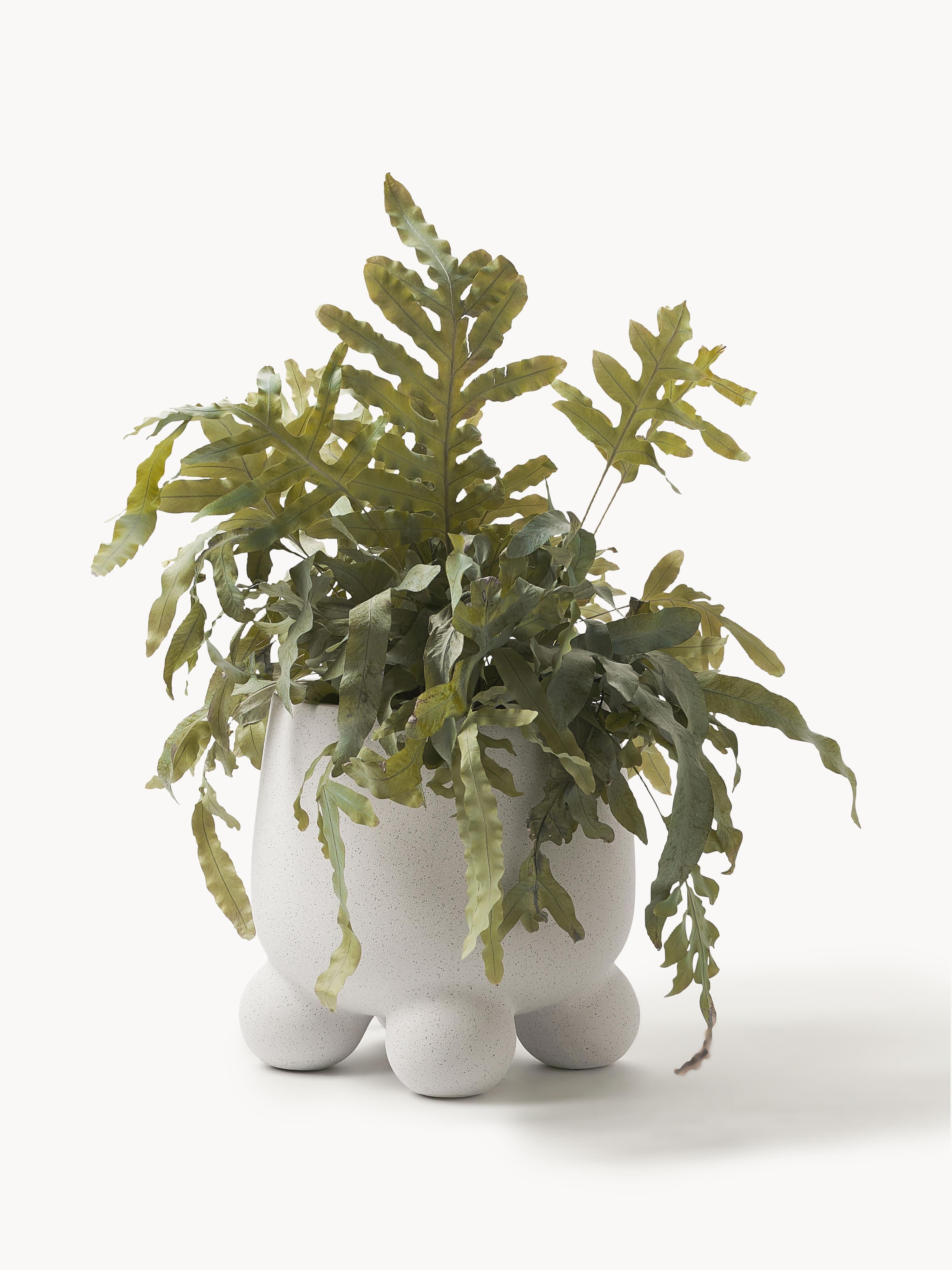 Plantenpot Olea, H 26 cm