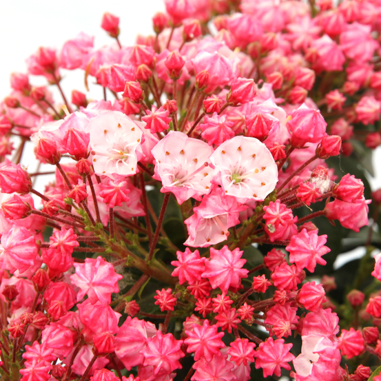 Kalmia latifolia:pot 3L