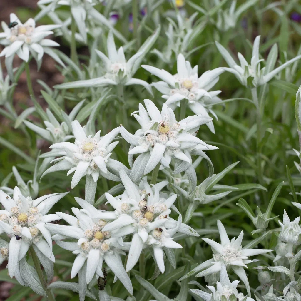 Leontopodium alpinum Alpe edelweiss Ø11 cm