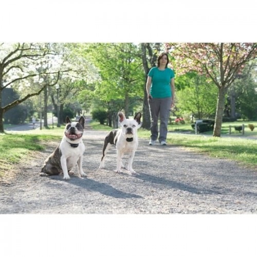 Sistema de treinamento Petsafe: suporte educacional para cães.