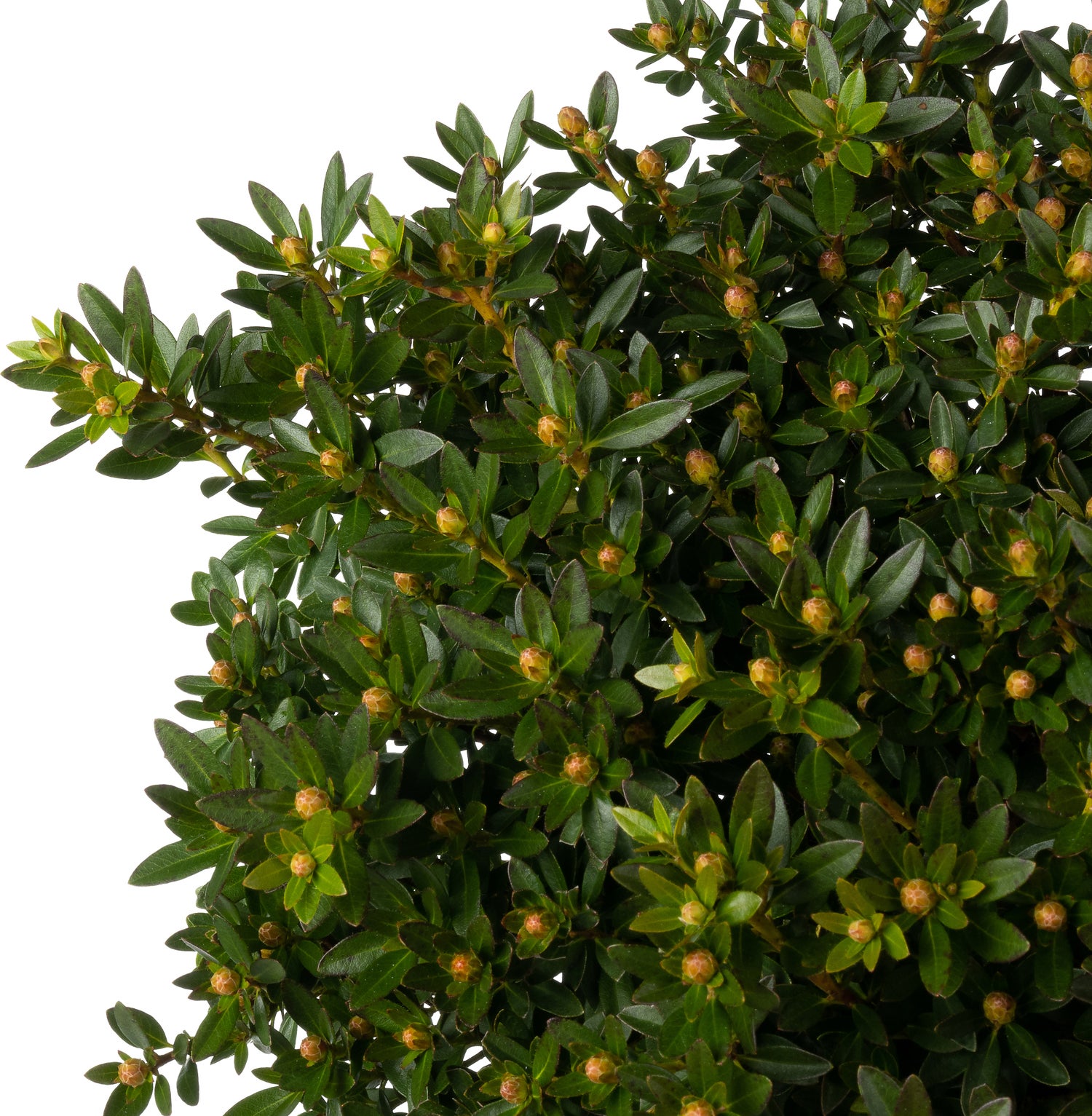 Kleinbladige Rhododendron (Rhododendron micranthum 'Bloombux') D 23 H 30 cm