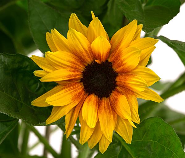 Sonnenblume 'SunBelievable®'