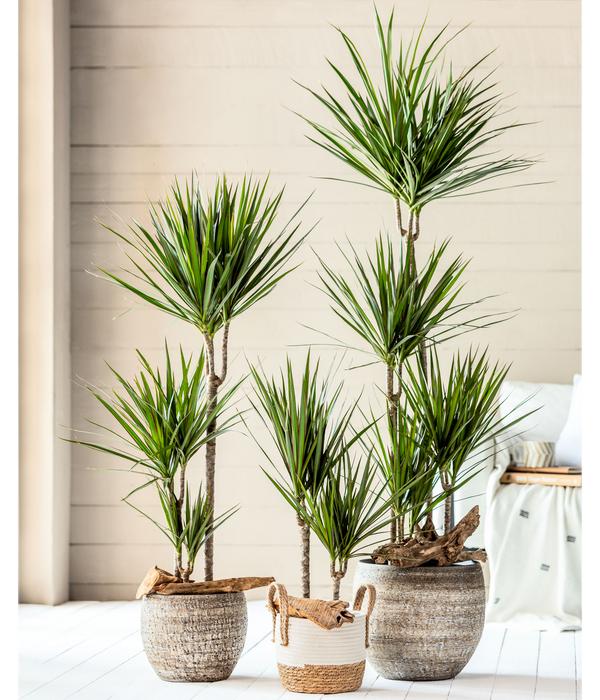 Drachenbaum - Dracaena marginata