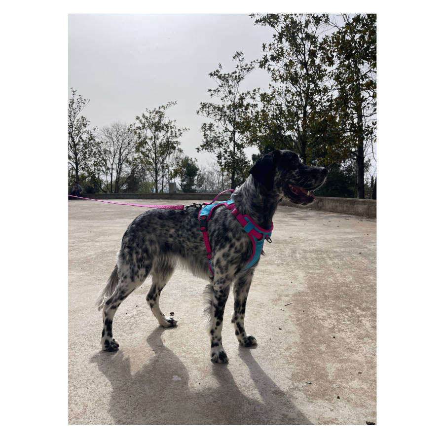 Colete esportivo refrescante Freedog Cool Pro Tech Fuchsia para cães
