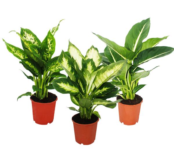 Dieffenbachien-Set - Dieffenbachia, 3-teilig