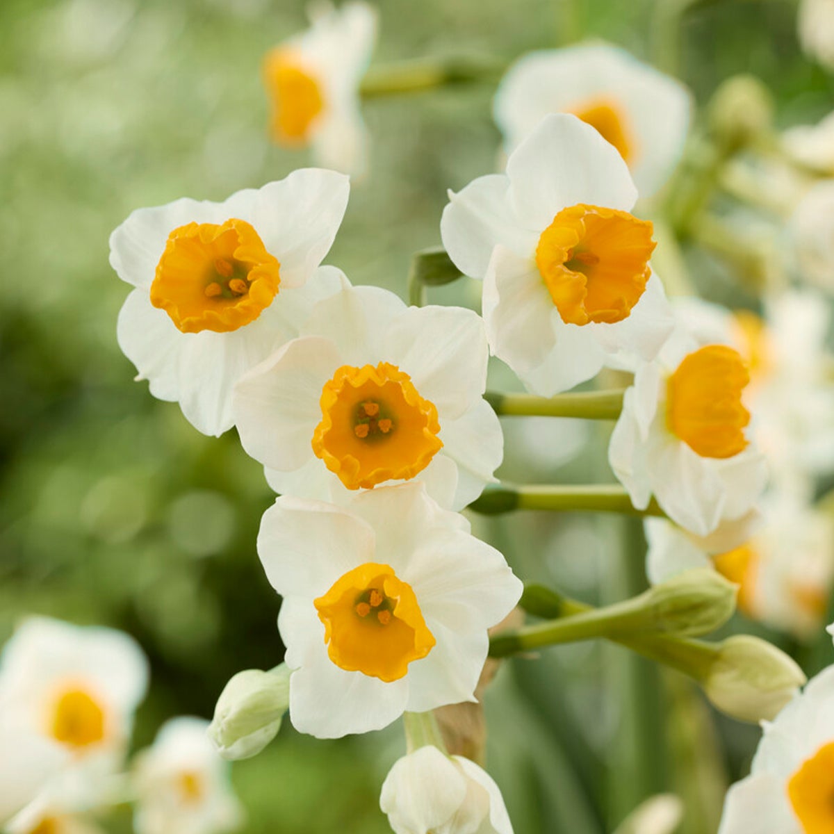 Bloomique – Mix van 15 – Narcissen – Geurende mix – Kleurenmix – Bloembollen – Lentebloei – Vaste planten – Wordt 35–45 cm hoog