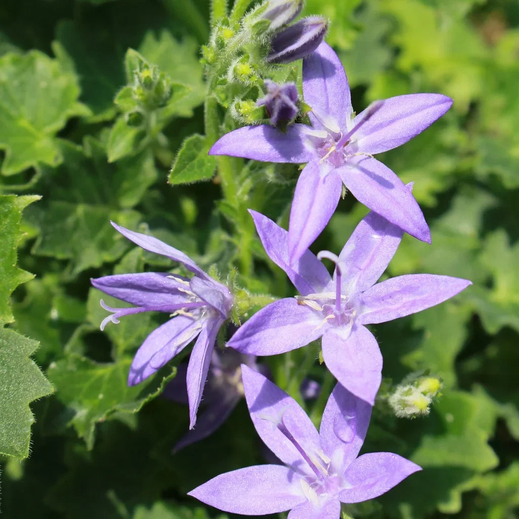 Campanula garganica Italiaklokke Ø11 cm