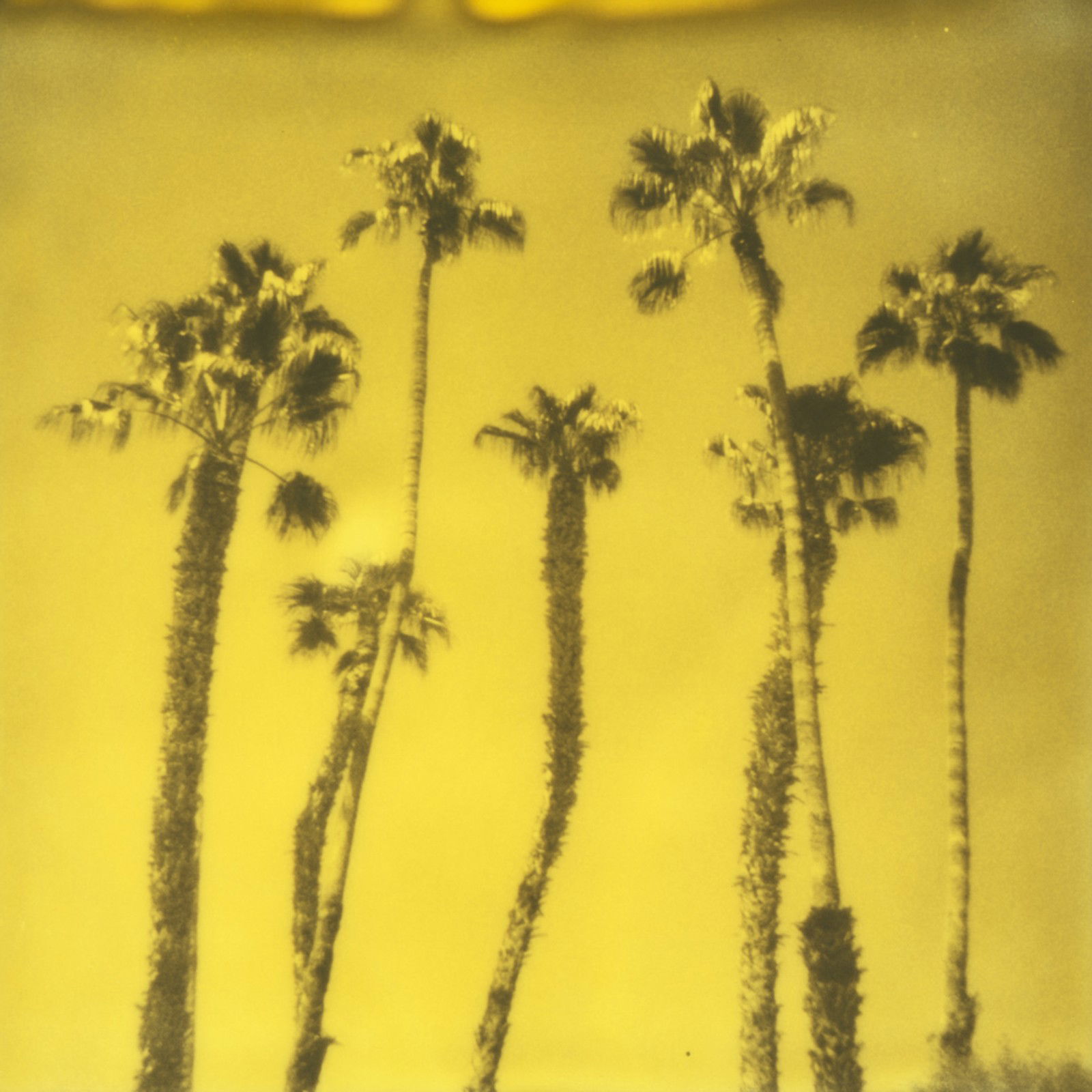 Palm Springs Palm Trees VIII by Stefanie Schneider - Limited Edition. Edition of: 150. Signed.