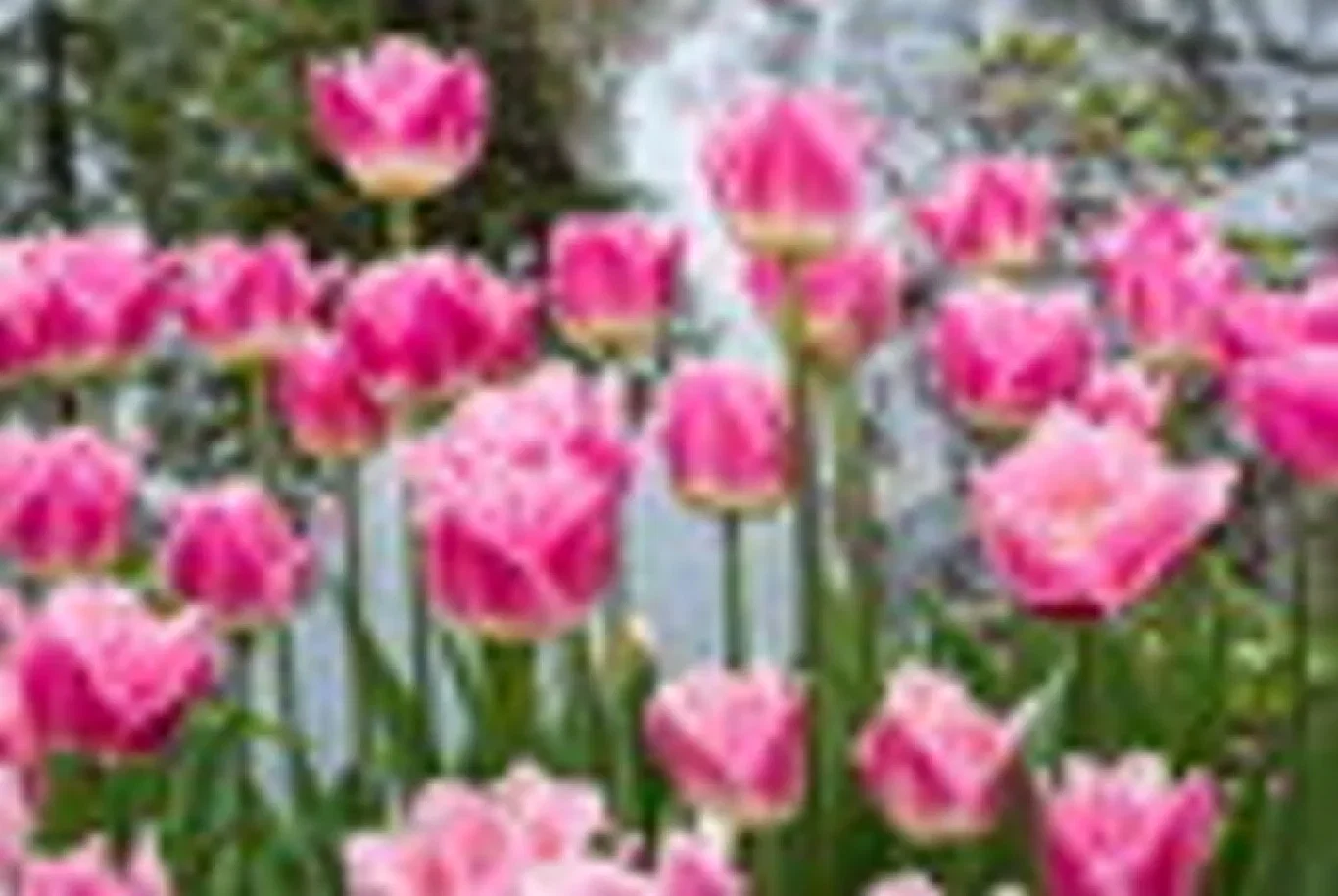Tulipa gesneriana 'Dallas' Tulipan 'Dallas'