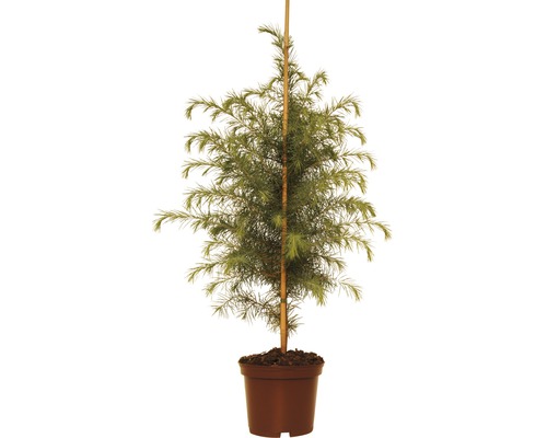 Himalaya ceder FloraSelf Cedrus deodara H 40-60 cm Co 5 L