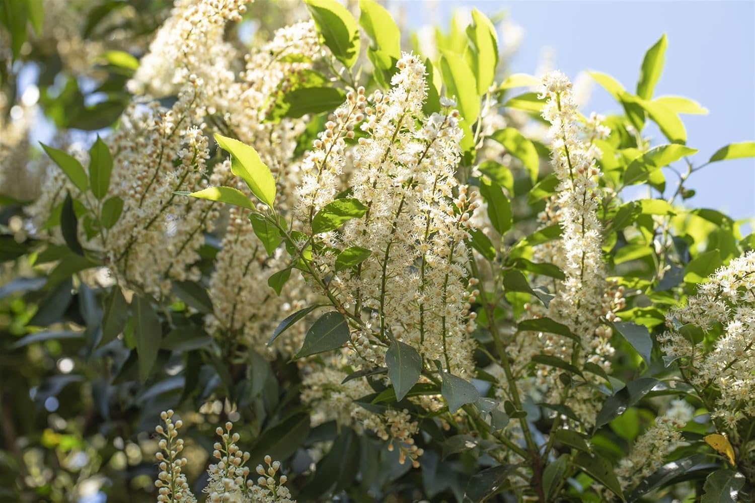Prunus lusitanica 'Angustifolia' 125-150 cm - Portugiesischer Kirschlorbeer, immergrün, ideal als Hecke, pflegeleicht, winterhart