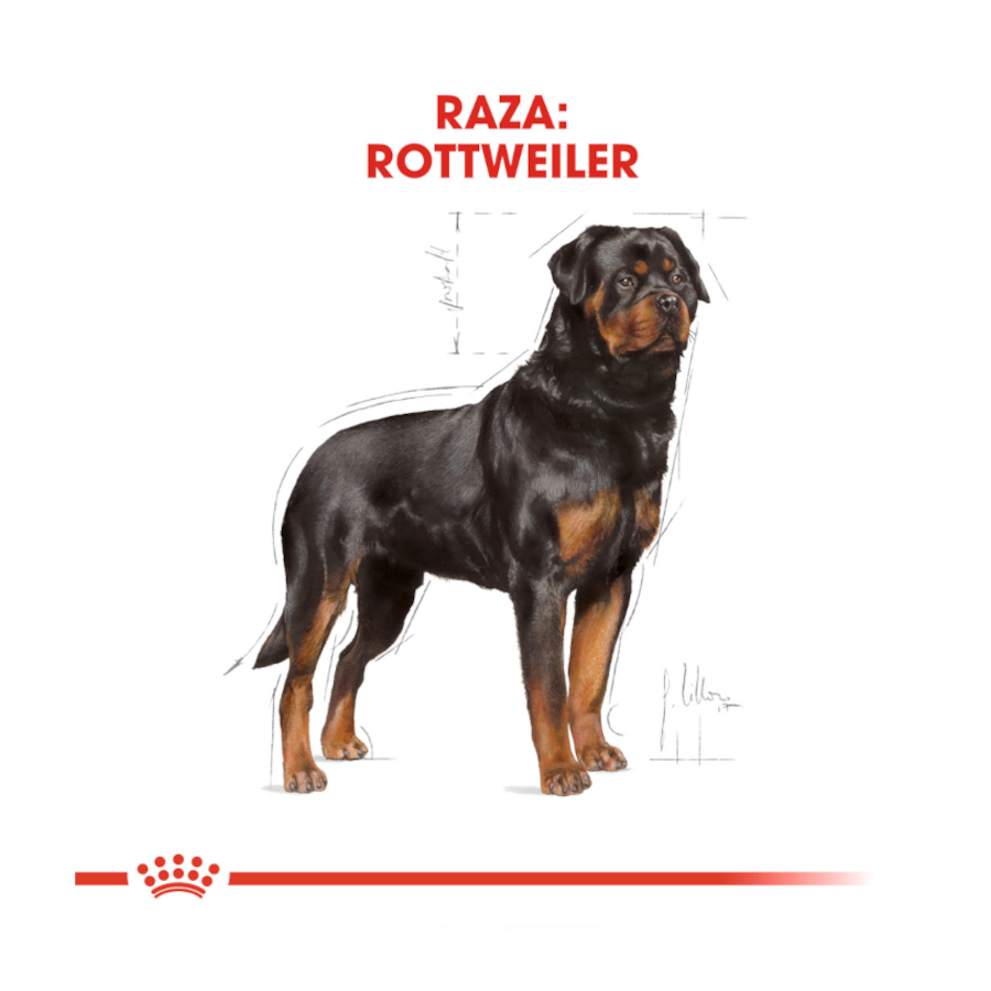Ração Royal Canin para cães adultos da raça Rottweiler