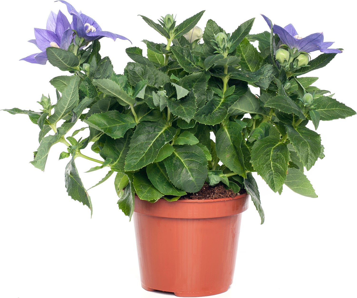Ballonklokje (Platycodon grandiflorus 'Astra Blue') D 12 H 25 cm