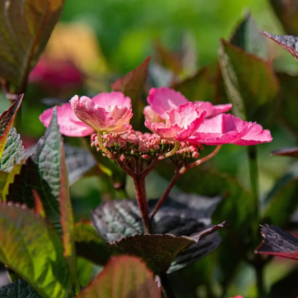 Hortensia - Hydrangea serrata 'Dare Devil' - Hoogte 25-40cm - ⌀19cm