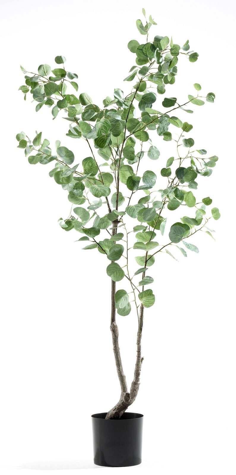 casaNOVA Kunstblume EUKALYPTUS 175 cm