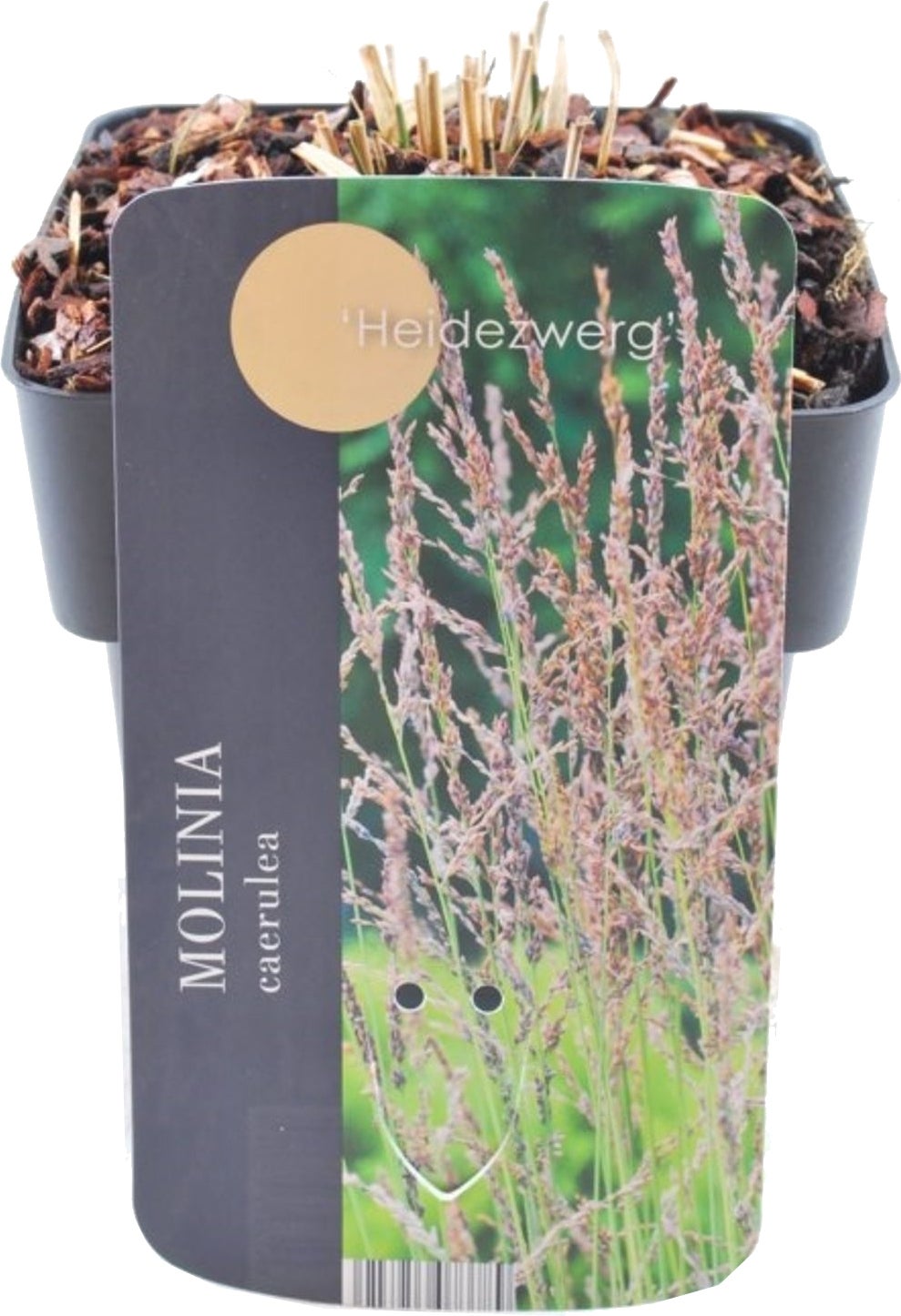 Pijpestrootje (Molinia caerulea 'Heidezwerg') D 17 H 10 cm