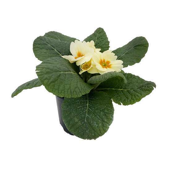 Primevère : pot Ø 11 cm