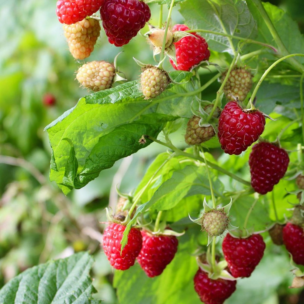 Framboisier idaeus little sweet sister®/rubus idaeus little sweet sister®[-]pot de 1,5l - 20/50 cm