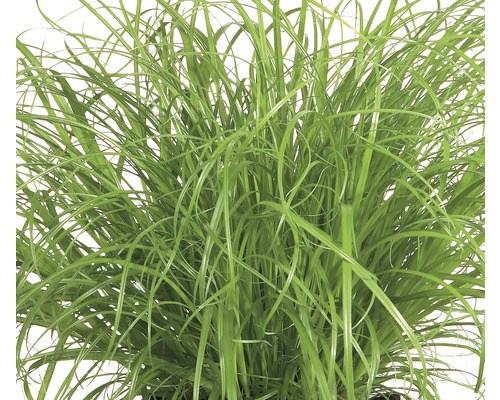Kattengras 'Zumula' PetSnack FloraSelf Cyperus alternifolius 'Zumula' H 15-25 cm Ø 12 cm pot