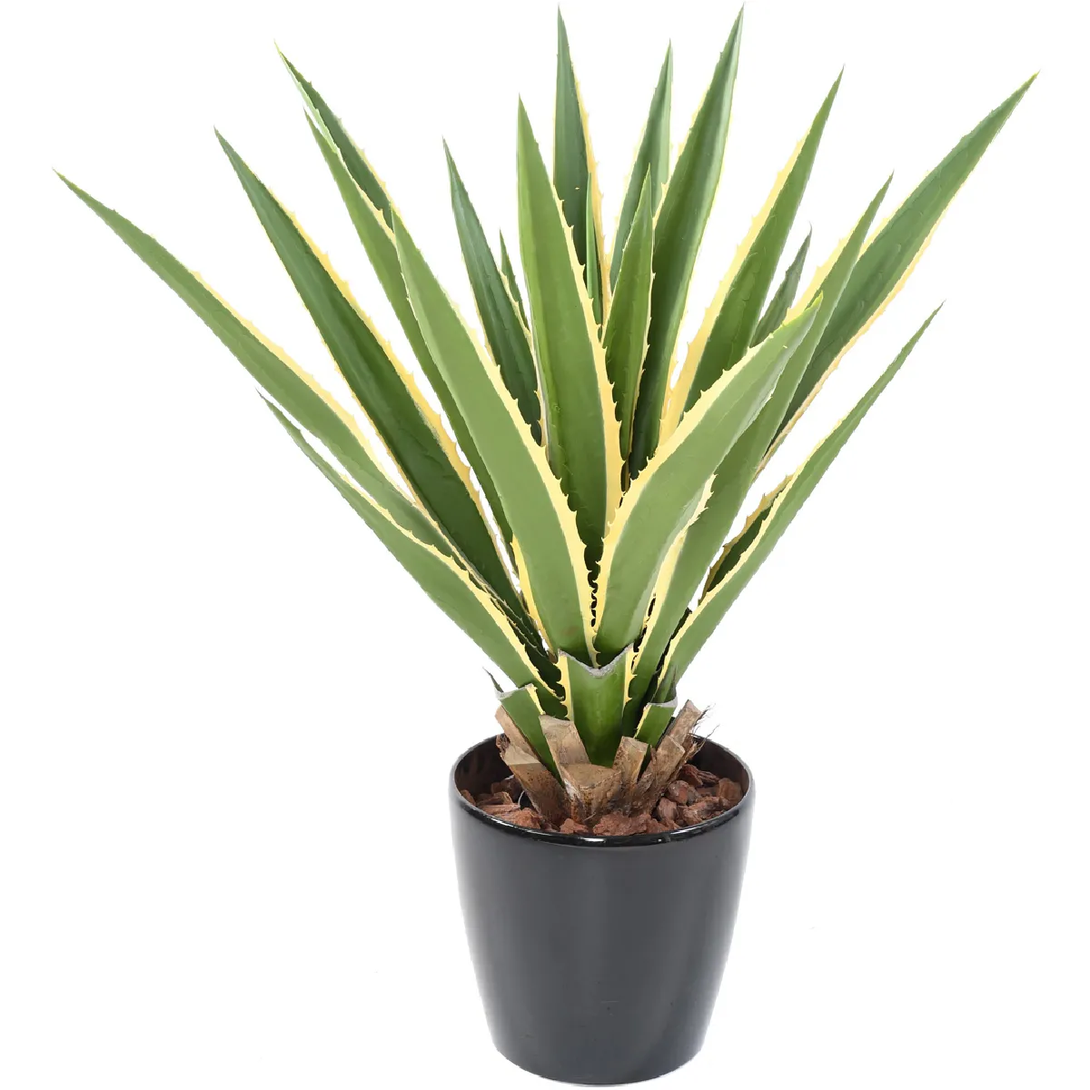 Pegane Agave Furcraea