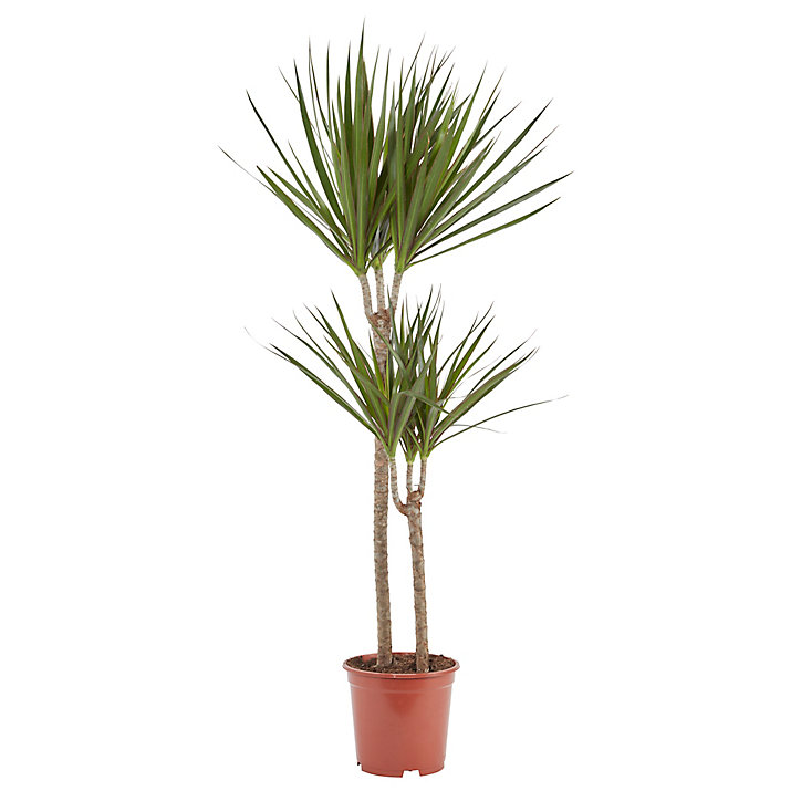 Dragonnier Dracaena Marginata 2 tiges, 19cm