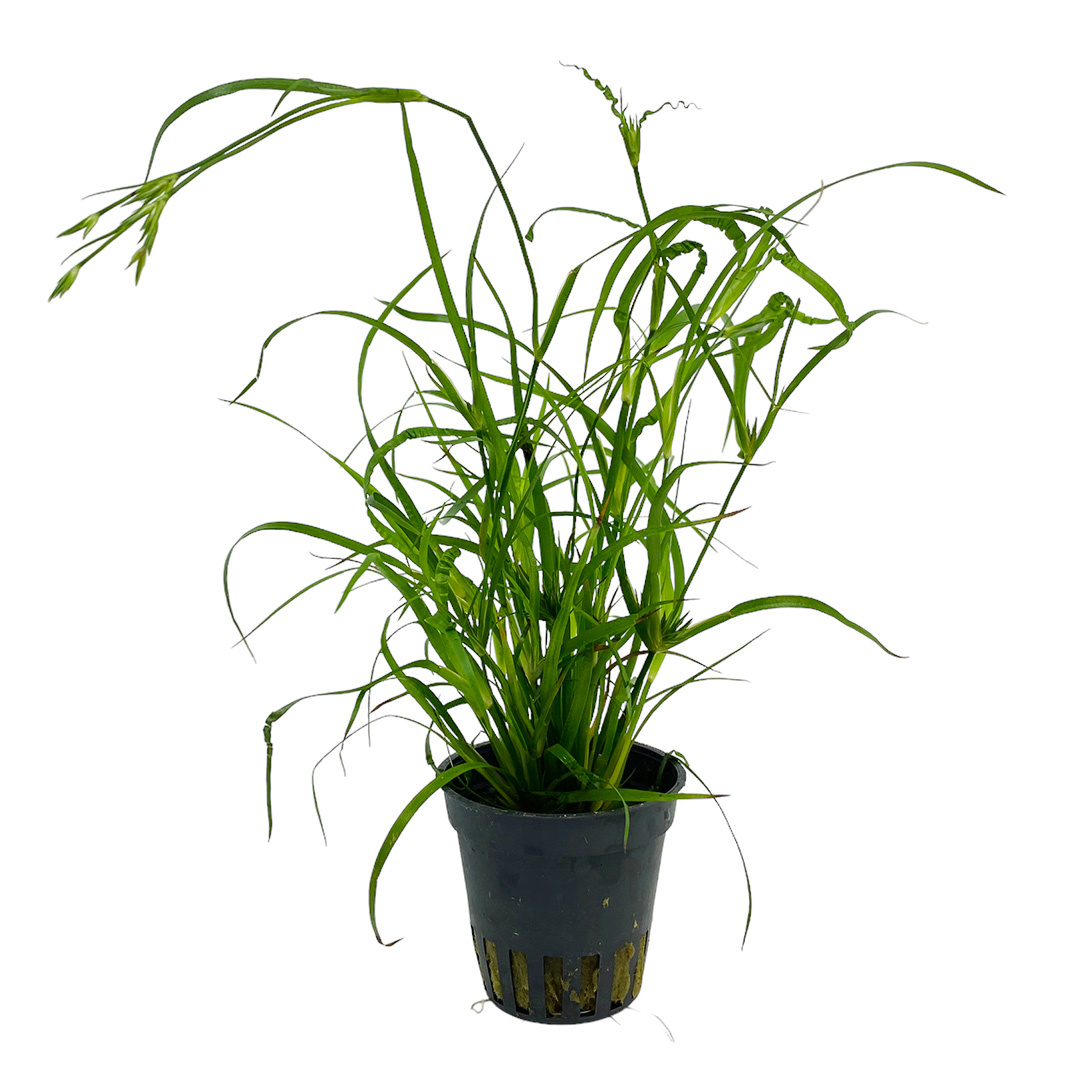Waterplant Juncus repens | Aquariumplant