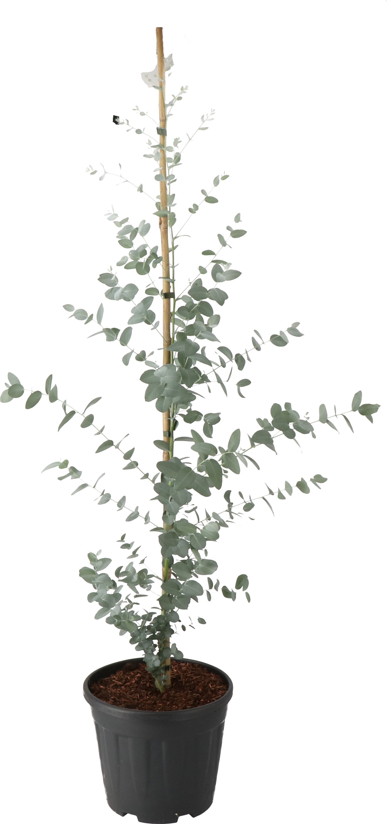 Gomboom (Eucalyptus gunnii) H 80-100 cm