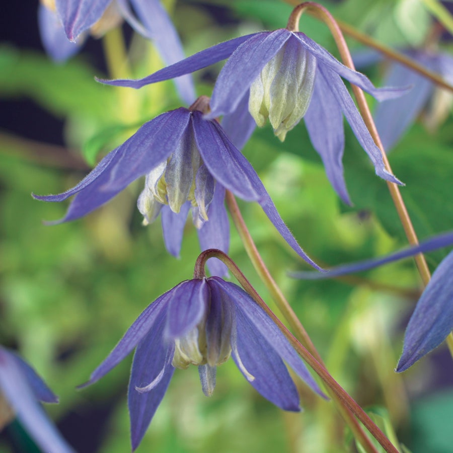 Bosrank (Clematis alpina) D 16 H 75 cm
