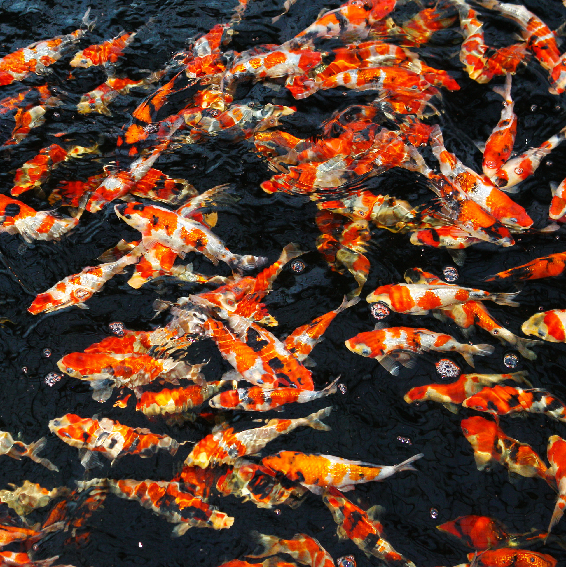 ProPond All Seasons M 1,1kg   Shrimp   GRATIS maatbeker