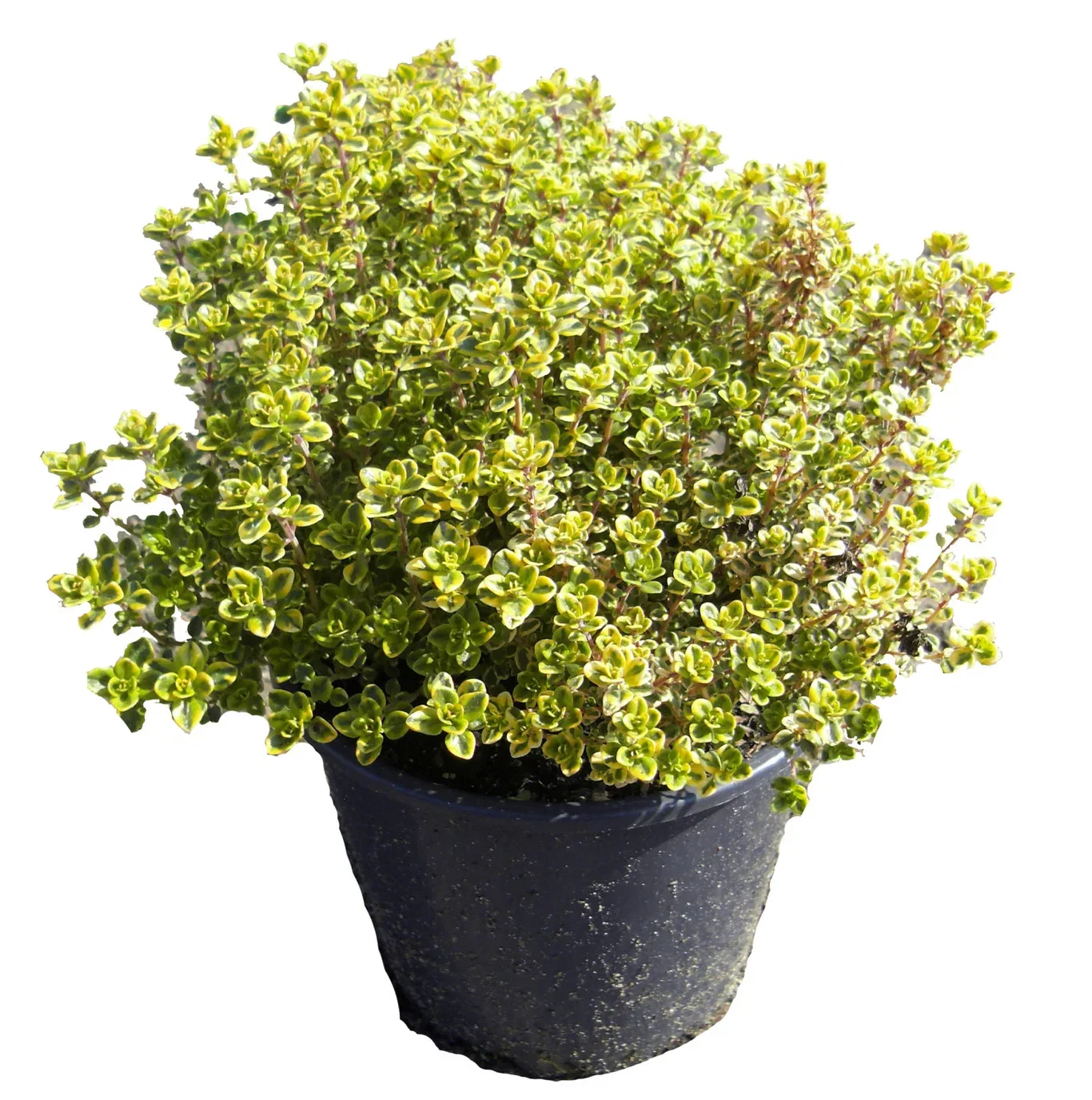 Thymus cit. 'Variegata' 17 cm Thymus citriodorus 'Variegata' Urteplante Ø17 cm