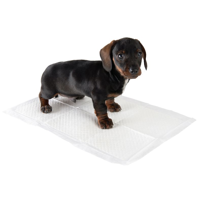 Alèses de propreté zooplus pour chiot