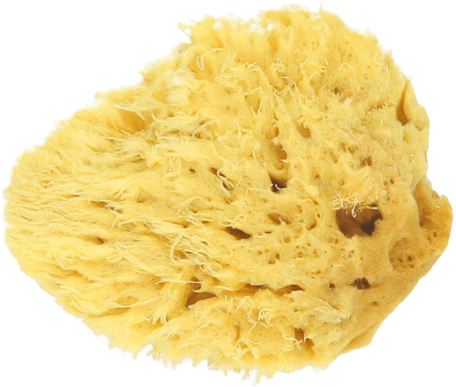 Koutouzis Natural Sea Sponges  Naturschwamm 