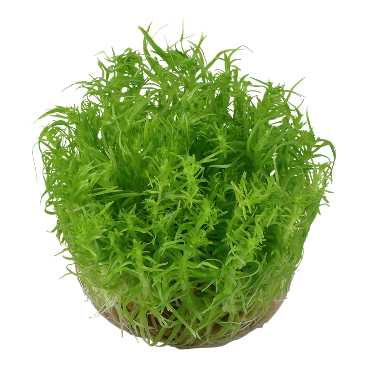 Waterplant Pogostemon Deccanensis
