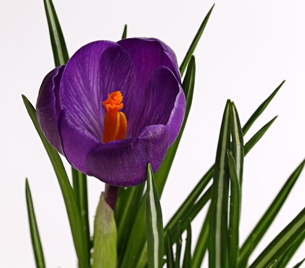Krokus