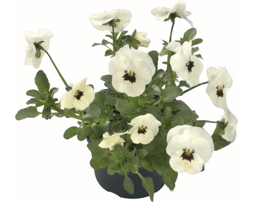 Gehoornde viooltjes (Viola cornuta) pot Ø 9 cm, willekeurige selectie van soorten