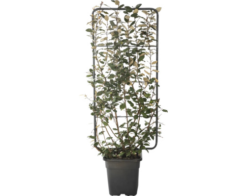 Wintergroene olijfwilg 'Compacta' trellis FloraSelf Elaeagnus ebbingei 'Compacta' H 110 B 50 cm Co 18 L