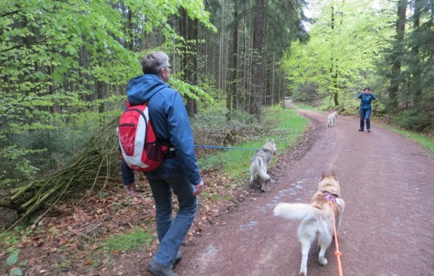 Schlittenhunde Workshop Kulz in der Oberpfalz