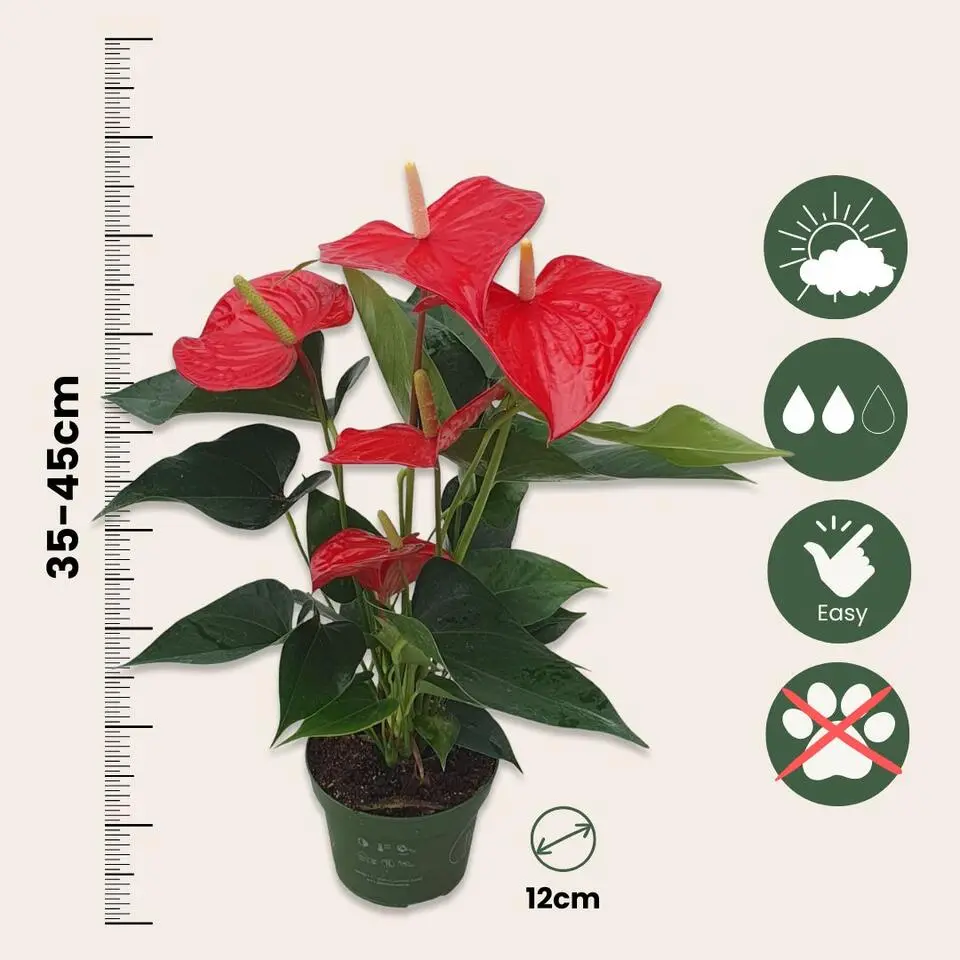 Flamingoplant - Anthurium 'Royal Champion' - Hoogte 35-45cm - ø12cm