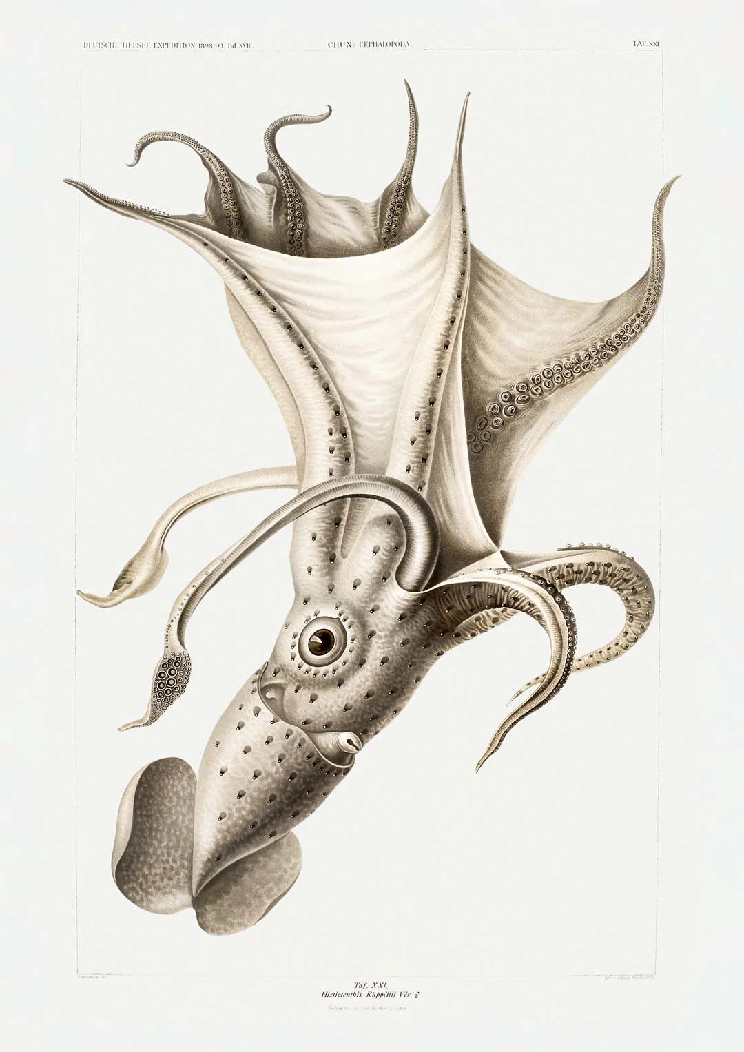 Fahler Tintenfisch