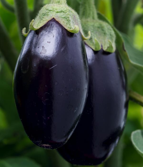 Aubergine
