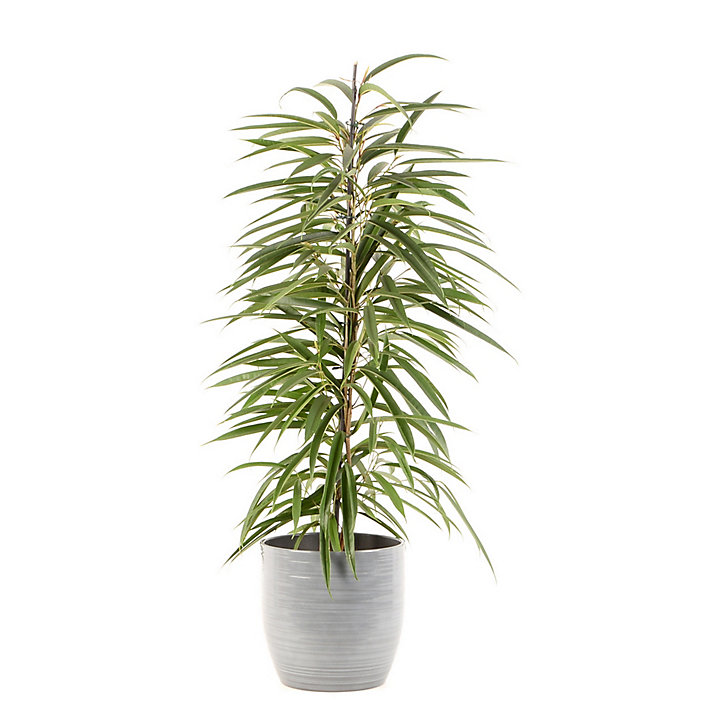 Ficus BA 21cm avec cache pot rayures grises